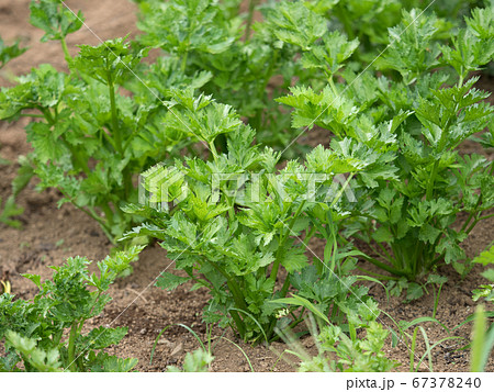 セロリ畑 67378240