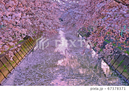 輪之内町の桜 67378371