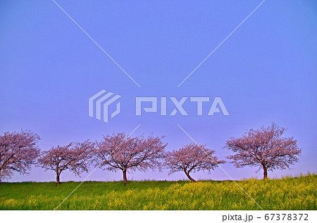 輪之内町の桜 67378372