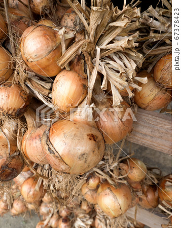 軒下に干したタマネギ 軒下に干したタマネギ 67378423