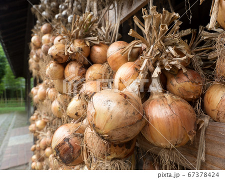 軒下に干したタマネギ 67378424