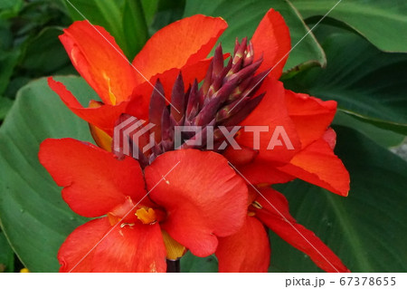 カンナの花 紅色の写真素材