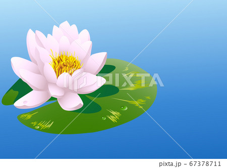 Water lily Water lily 67378711