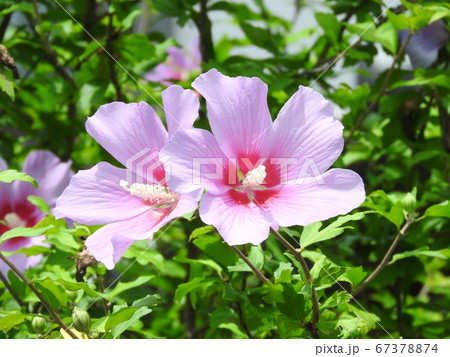 ムクゲの花 67378874