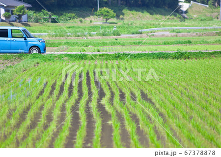 田植えの済んだ田んぼ	 67378878