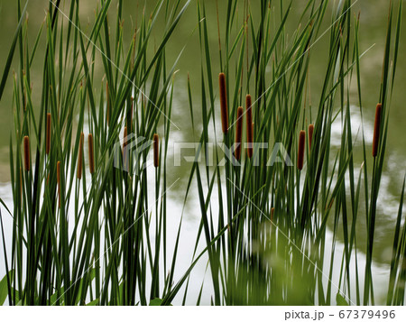 水辺のガマ 67379496