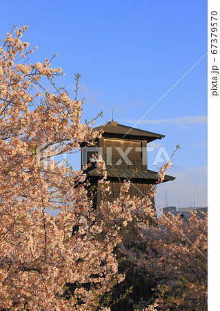新川西水門広場 火の見櫓 桜 67379570