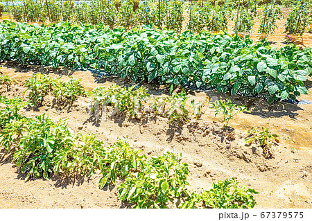 家庭菜園イメージ【色鉛筆】 67379575