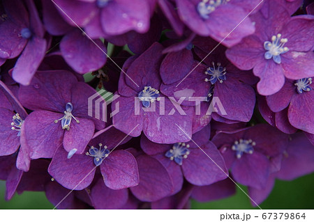 紫陽花 67379864