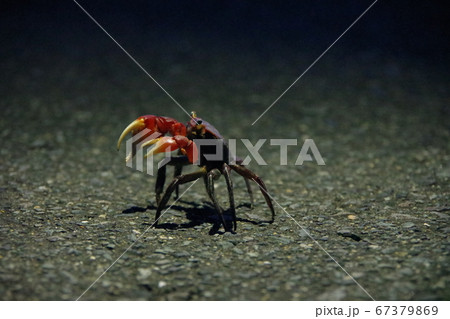 蟹(横) 蟹(横) 67379869