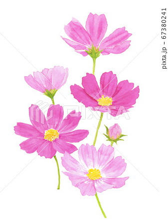 コスモス 水彩のイラスト素材 [67380241] - PIXTA