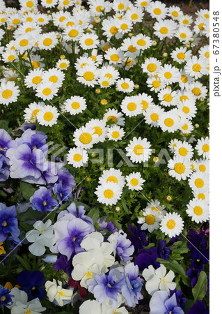 春の花畑 春の花畑 67380548