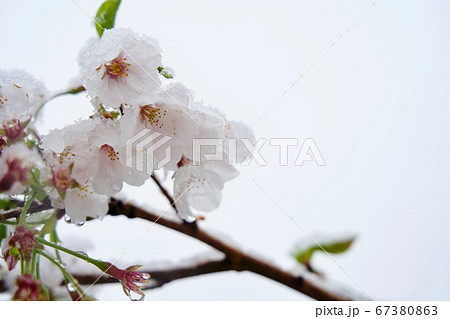 桜に季節外れの雪 67380863