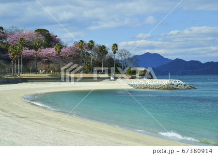 河津桜咲く大角海岸 67380914