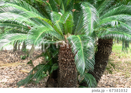 太陽光を受けて光り輝く蘇鉄の葉 太陽光を受けて光り輝く蘇鉄の葉 67381032