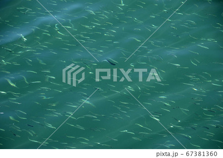 水面の小魚 水面の小魚 67381360