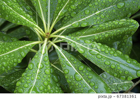 雨上がりの葉っぱ　トベラ 67381361