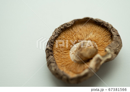 干し椎茸マクロ撮影 干し椎茸マクロ撮影 67381566