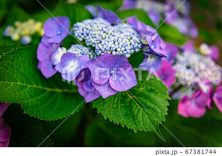 紫陽花の花、宝塚中山桜台 紫陽花の花、宝塚中山桜台 67381744