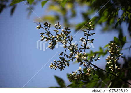 南天の花 南天の花 67382310
