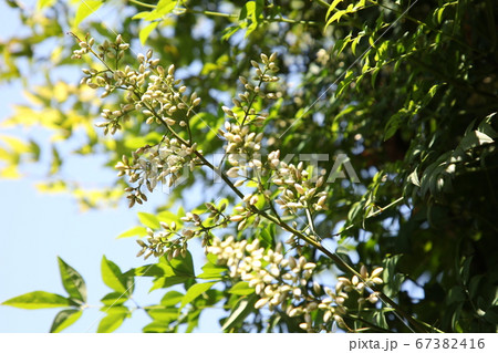 南天の花 南天の花 67382416