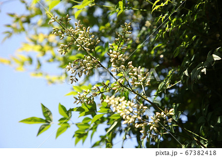 南天の花 南天の花 67382418