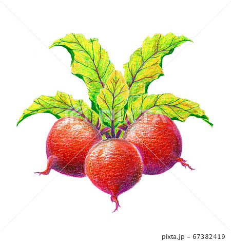 色鉛筆で描いた赤カブの絵 67382419