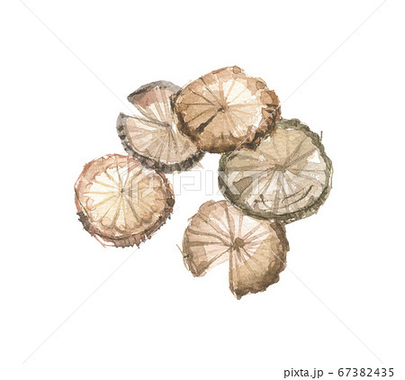 アケビの茎　輪切り 67382435