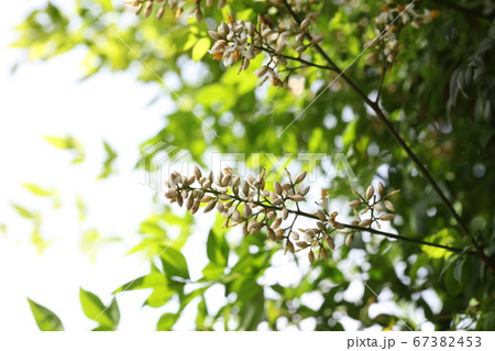 南天の花 南天の花 67382453