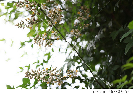 南天の花 南天の花 67382455