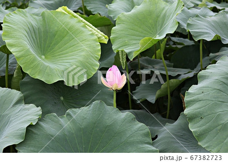 蓮 蓮の葉 花 67382723