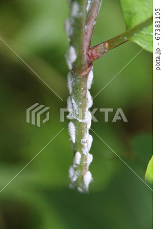 雑草の茎にとまるアオバハゴロモの幼虫 雑草の茎にとまるアオバハゴロモの幼虫 67383105