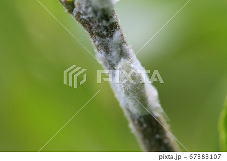 雑草の茎にとまるアオバハゴロモの幼虫 雑草の茎にとまるアオバハゴロモの幼虫 67383107