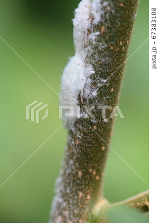 雑草の茎にとまるアオバハゴロモの幼虫 雑草の茎にとまるアオバハゴロモの幼虫 67383108