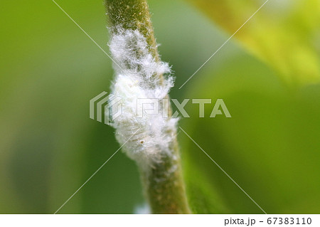 雑草の茎にとまるアオバハゴロモの幼虫 67383110