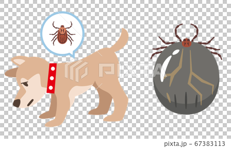 A set of dogs infested with ticks and ticks after blood feeding 67383113