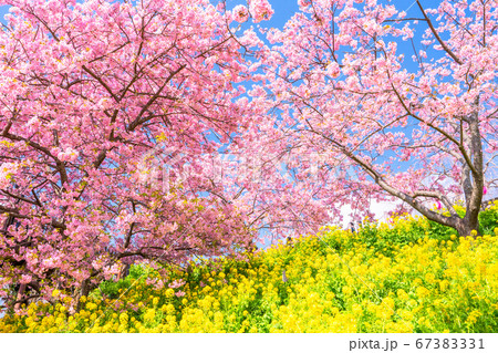 《神奈川県》春爛漫・河津桜と菜の花 《神奈川県》春爛漫・河津桜と菜の花 67383331