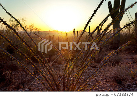 Cactus 67383374