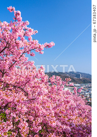 《神奈川県》春爛漫・満開の河津桜 67383407