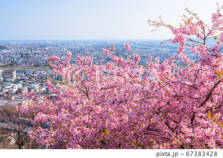《神奈川県》春爛漫・満開の河津桜 《神奈川県》春爛漫・満開の河津桜 67383428