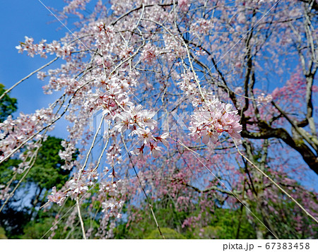 大津市　坂本　旧竹林院の枝垂れ桜 67383458