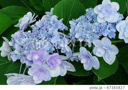アジサイ ガクアジサイ 01 アジサイ ガクアジサイ 01 67383827