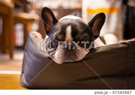 睡魔に襲われているフレンチブルドッグ 67383887