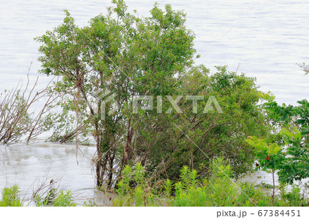 増水 67384451