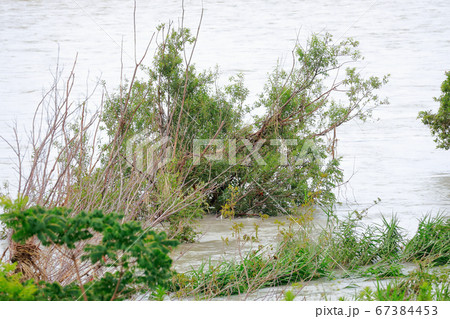 増水 増水 67384453