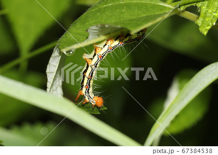 フクラフクラスズメの幼虫スズメ 67384538