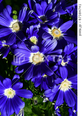 サイネリア 季節の花イメージ素材の写真素材