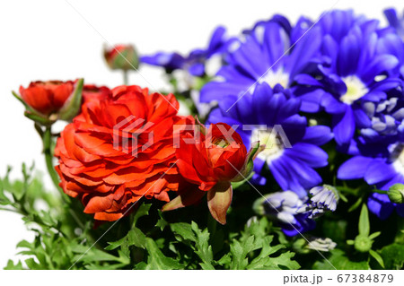 ラナンキュラスとサイネリア 赤 紫 季節の花イメージ素材の写真素材