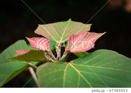 赤く輝くアカメガシワの新芽を横から 67385053