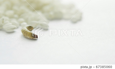 ノシメマダラメイガの幼虫と米 害虫 米 白バック 幼虫 Indian Meal Mothの写真素材
